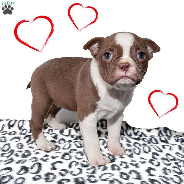 Princess, Boston Terrier Puppy